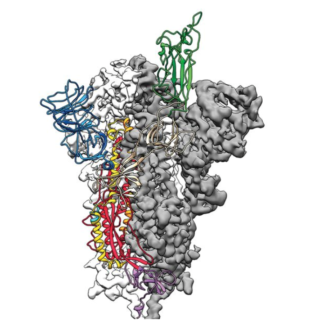 Towards entry "FAU researchers race to develop a passive immunisation regiment against SARS-CoV2"