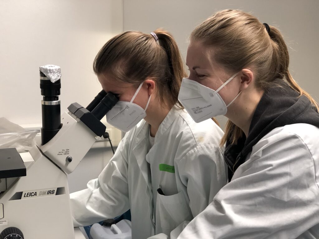 Microscopy during the practical courses